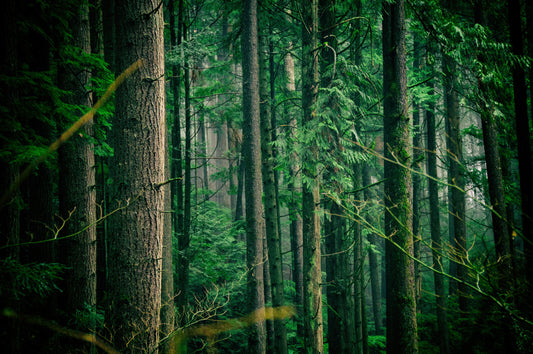 8 Of The World's Oldest Forests