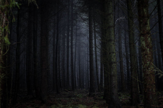 7 Of The Most Haunted Forests In The World