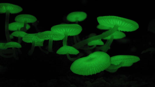 5 Incredible Creatures That Glow In The Dark