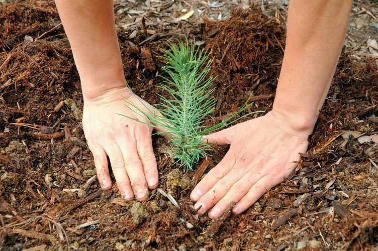 Plant Some Trees And Save Some Green: This Is How Planting Trees Saves You Money