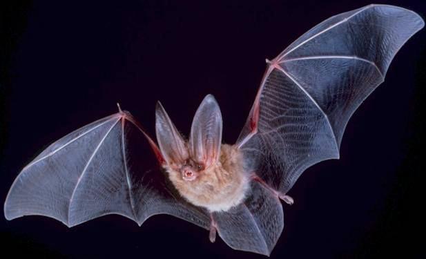 Not A Fan Of Mosquitoes? Here's How To Attract Bats To Your Yard