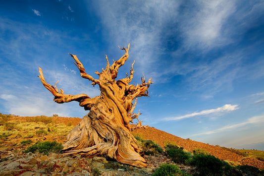 6 Facts About Methuselah, The World's Second Oldest Tree