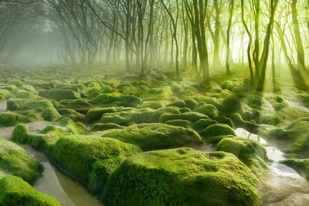 12 Of The Most Mysterious Forests In The World