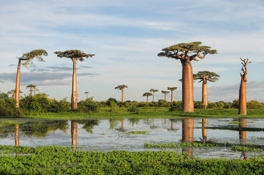 5 Of The Most Critically Endangered Trees