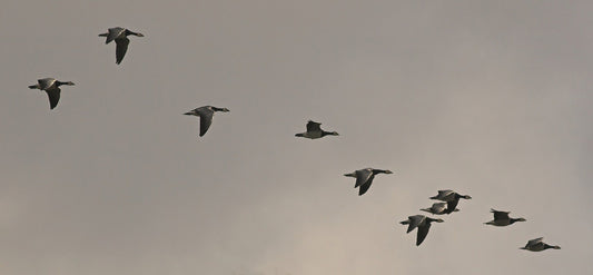 Climate Change Is Already Impacting Migratory Patterns Of Birds