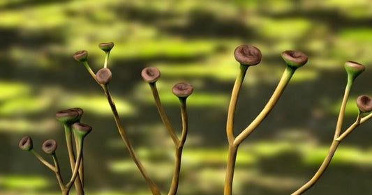 5 Bizarre, Beautiful, And Interesting Plants That Have Gone Extinct