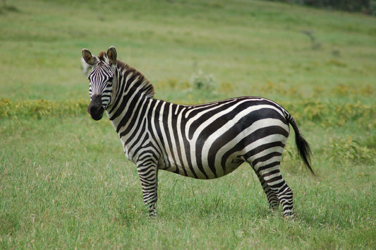 For The First Time In 50 Years, Zebras Have Returned To Tanzania