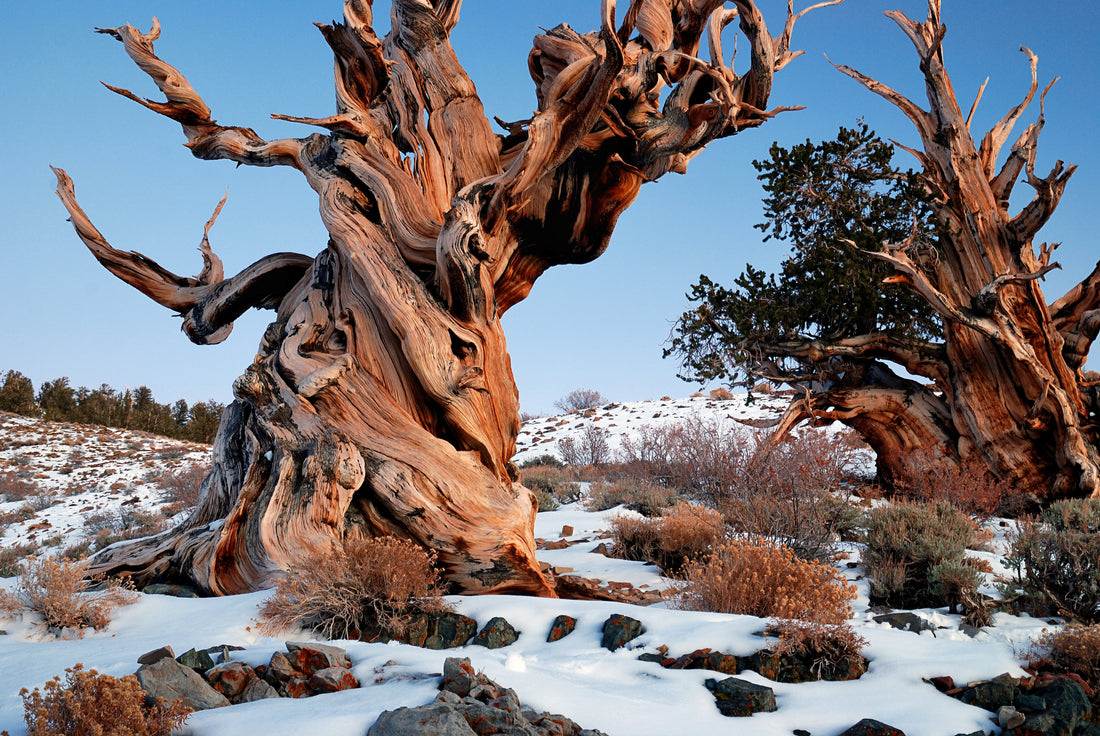 10 Of The World's Most Fascinating Trees