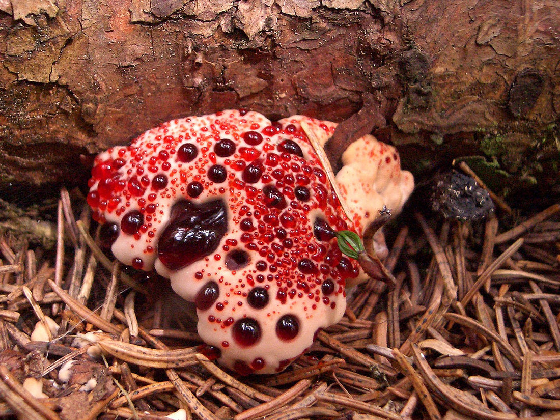 5 Of The Weirdest And Most Interesting Mushrooms On Earth