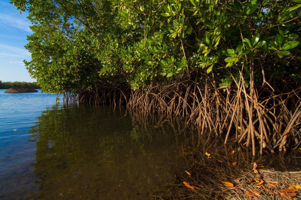 How Your Mangrove Trees Protect Waterways, Save Wildlife, And End Poverty In Madagascar