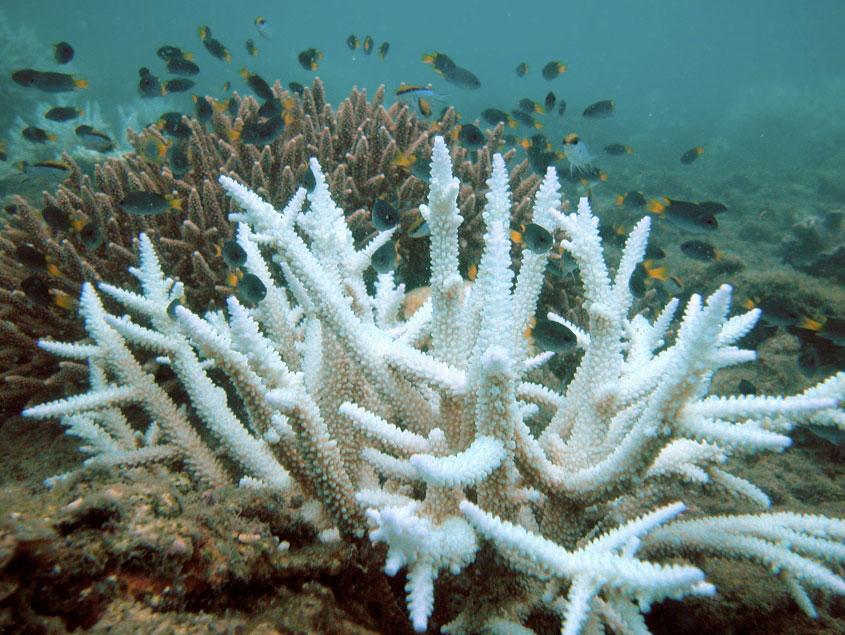 Hawaii Lawmakers Vote To Ban Coral Reef-Killing Sunscreen