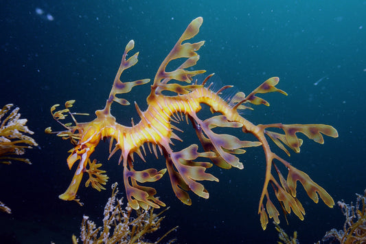 10 Strange Animals That Live In The Ocean