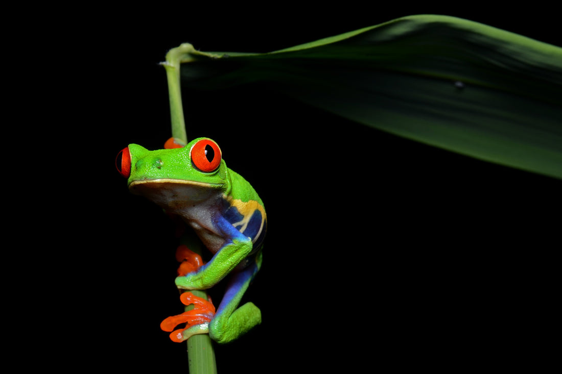 10 Mind Blowing Facts About The Red-Eyed Tree Frog