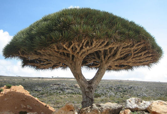 10 Trees That Look Like They're From Another Planet