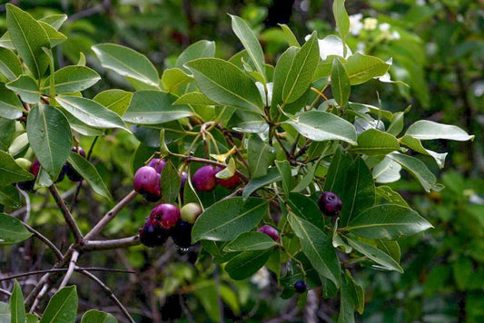 These Are The 14 Types Of Trees We Plant In Kenya