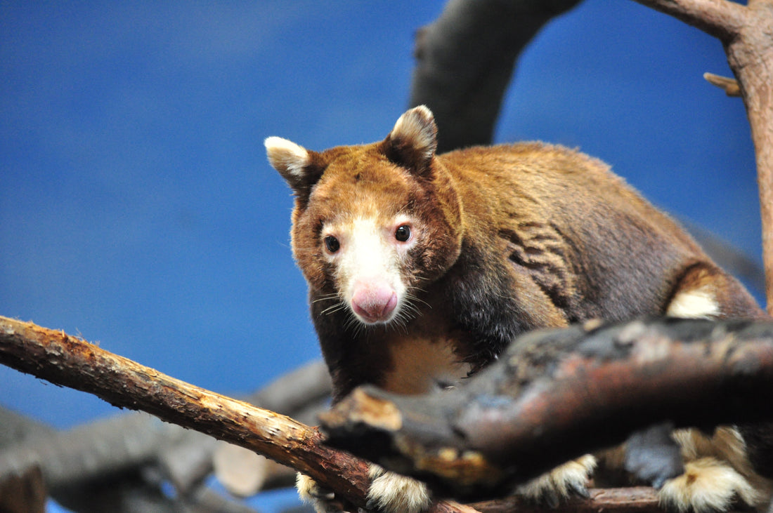 This "Extinct" Tree Kangaroo Has Just Been Rediscovered