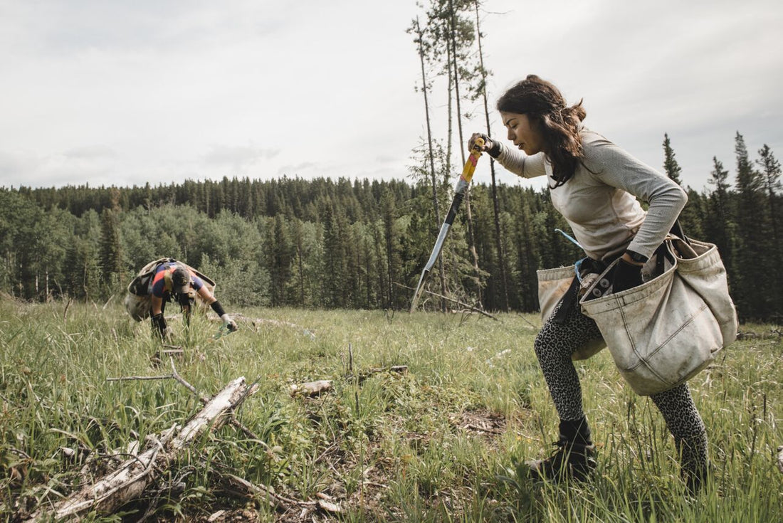 What Kinds Of Places Does tentree Plant Trees?