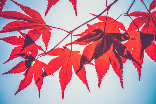 10 Interesting Facts About Maple Trees