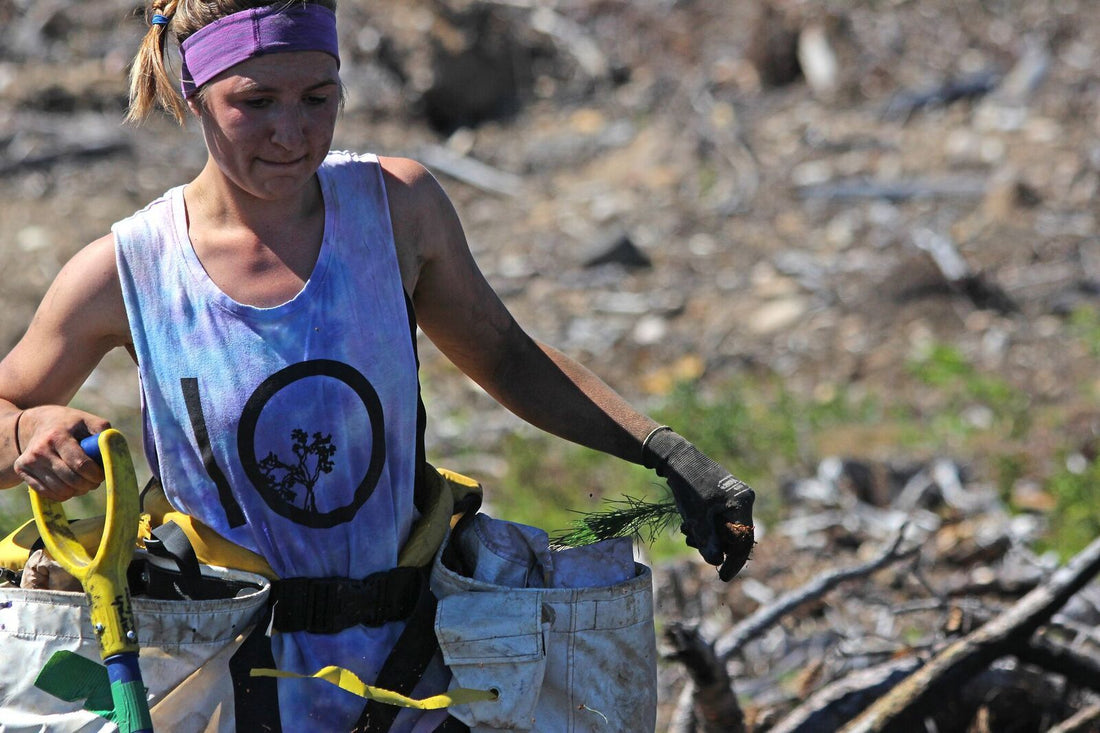 Want A Cool Career? Here's How To Get A Job Planting Trees