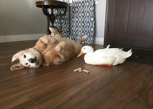 We Can All Learn A Lot About Friendship From This Unlikely Duck-Dog Duo