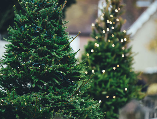 5 Ways To Recycle And Reuse Your Christmas Tree