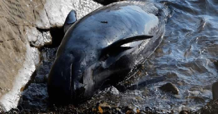 This Whale Died After Eating 80 Plastic Bags. Here's What You Can Do To Prevent This