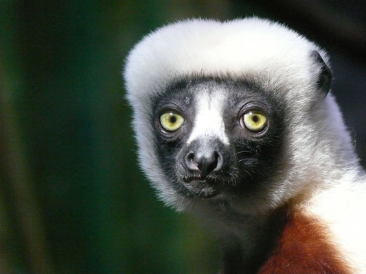 Nearly Every Lemur Species Threatened With Extinction