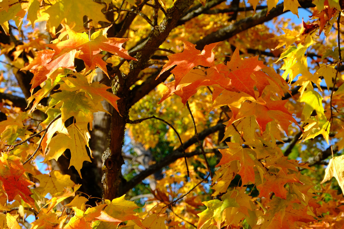 5 Perfect Trees For Streetside Planting