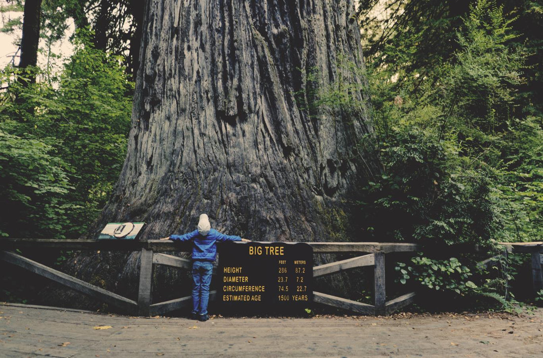 10 Life Lessons You Can Learn From Trees