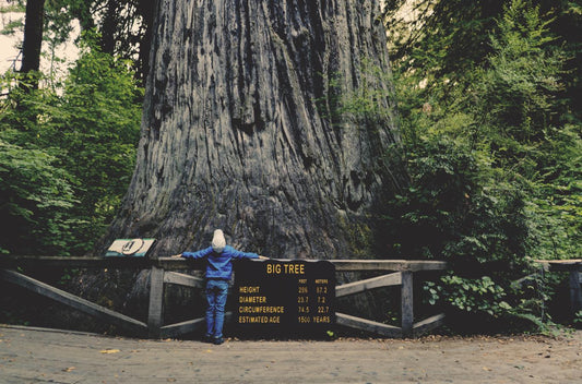 10 Life Lessons You Can Learn From Trees