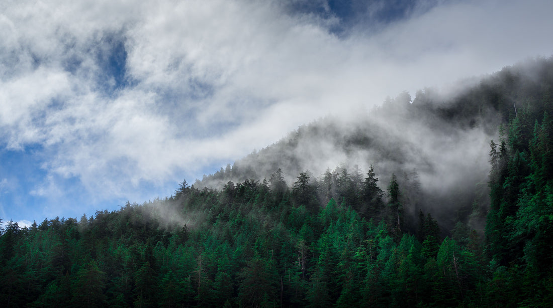 20,000 British Columbians Sign Letter Demanding Old-Growth Forest Protection