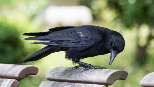 French Park Training Crows To Pick Up Litter