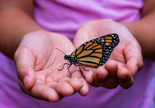 Monarch Butterfly Population Declines 86% In California - Here's What You Can Do About It