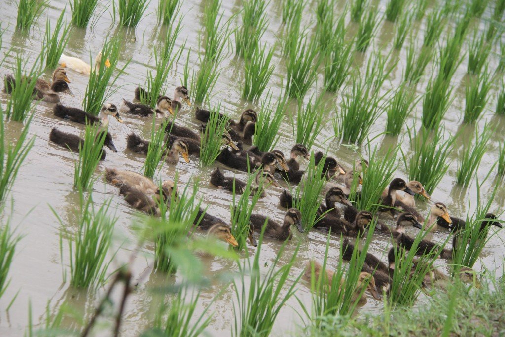 These Farmers Are Replacing Harmful Pesticides With Adorable Ducks