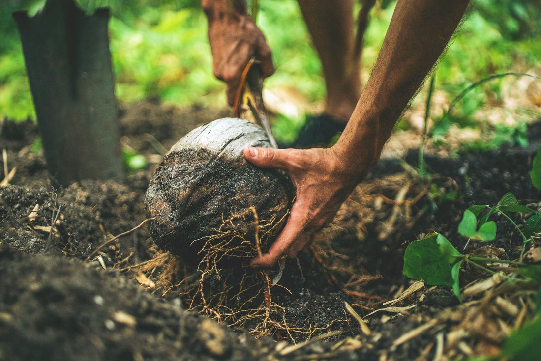 10 Trees You Can Plant In The Fall