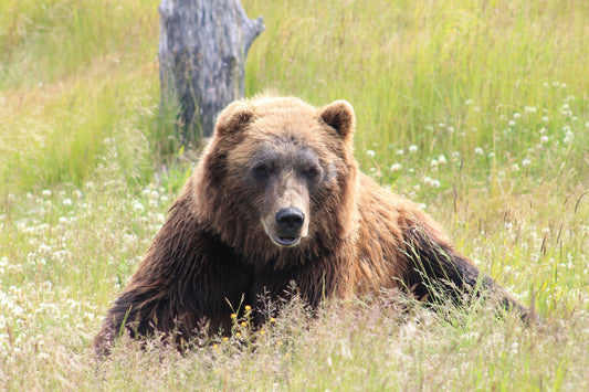 British Columbia Moves To Ban Grizzly Bear Hunt