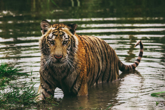 Nepal's Endangered Bengal Tiger Population Has Doubled Since 2009