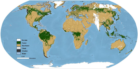 Fact Check: Are There Really More Trees Today Than 100 Years Ago?