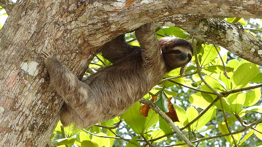 8 Of The Most Adorable Tree-Dwelling Animals On Earth