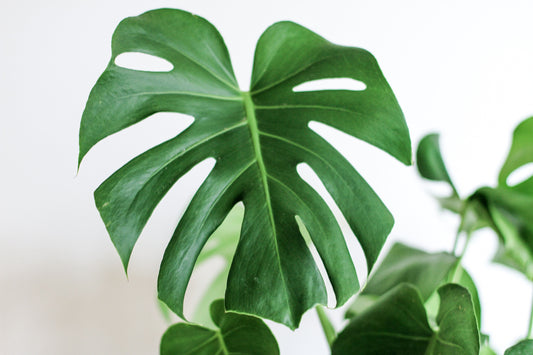 10 Hardy House Plants That Are Impossible To Kill