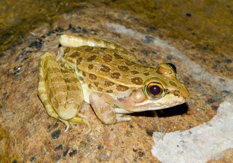 Newly Discovered Frog Species Already At Risk Of Extinction