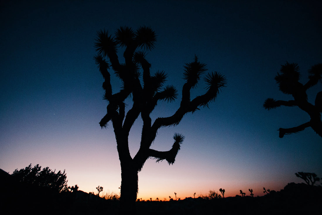 Climate Change Is Threatening California's Iconic Joshua Trees