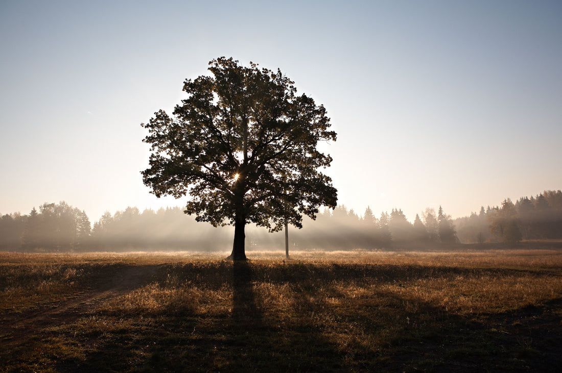 How To Straighten A Crooked Or Leaning Tree