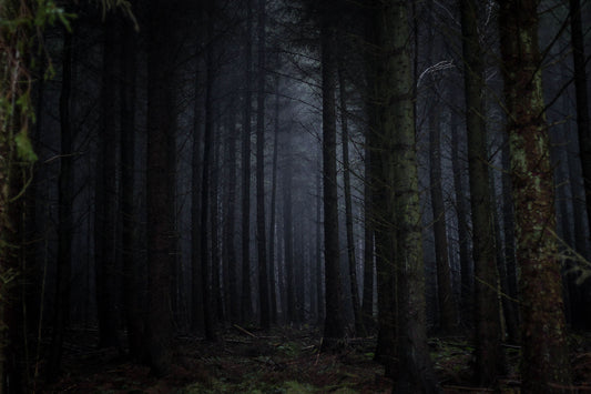 7 Of The Most Haunted Forests In The World