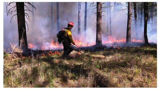 Why Forest Firefighters Are Our Heroes