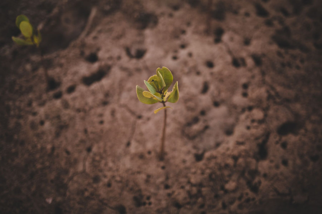 Here's How Your Trees Help Protect The World's Soils