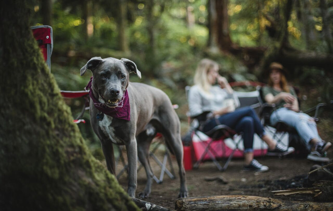 5 Things You Should Know When Camping With Your Dog