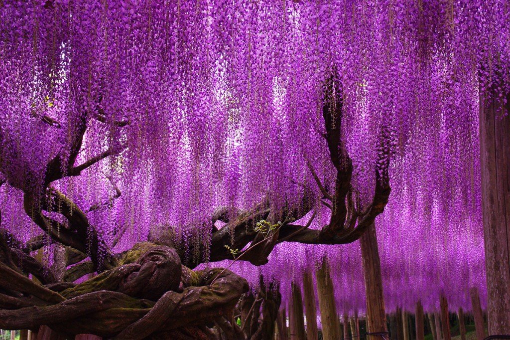 The 10 Coolest Trees In The World